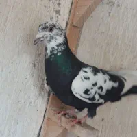 نرو ماده جنگنده