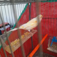 قنازی مزایکی نر