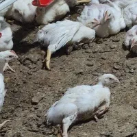 کارگر مرغداری