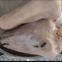 تمیزکردن کله پاچه سیرابی گوسفند