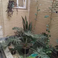 گل و گلدان