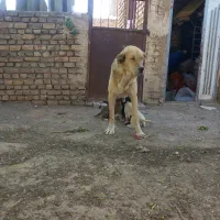 سگ ماده|سگ|نیشابور, مازول|دیوار