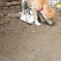 توله آلابای عکس پدر هستش معاوضه با کبوتر یا فروشی