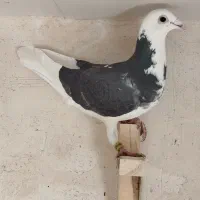 پشتی|حیوانات|شیراز, گود عربان|دیوار