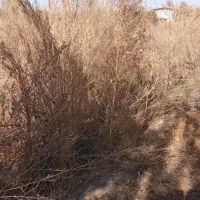 فروش جارو|لوازم نظافت|نهاوند, |دیوار