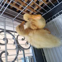 اردک با قفس