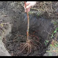 نهال پرکیفیت و تجاری