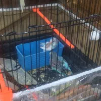 ۶عدد مرغ عشق برافروش|پرنده|مشهد, طبرسی شمالی|دیوار