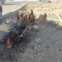 سه عدد مرغ  تخمی و یک خروس