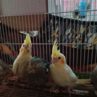 عروس هلندی تازه دون خور|پرنده|اصفهان, برزان|دیوار