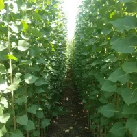 نهال صنوبر برای تولید چوب صنعتی ارسال سریع|خدمات باغبانی و درختکاری|ابهر, |دیوار