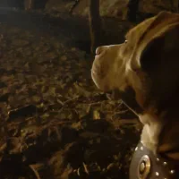 واگذاری پیتبول اصیل