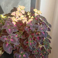 گل حسن یوسف