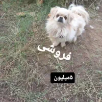 فروش سگ ۵میلیون تومان