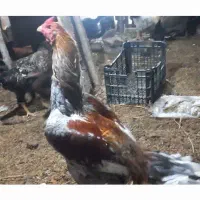 ۲ عدد خروس لاری