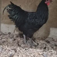 استرالوپ،مرغ و خروس