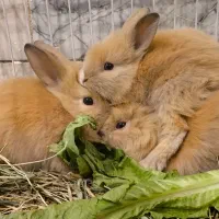 بچه خرگوش پشمالو