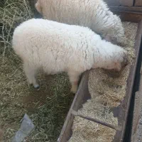 سوسنگرد