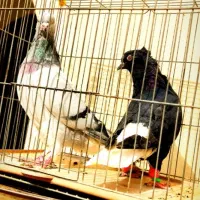 ۵تا دم سفید عتیقه کمر بالا پاک پاک بشرط همه چی