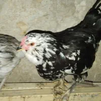 تخم مرغ گلین اصل|حیوانات مزرعه|لامرد, |دیوار