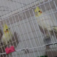 عروس هلندی فوق مولد 4جفت