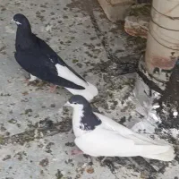 ی جفت کبوتر سیاپوش