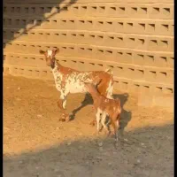 بز سومالی|حیوانات مزرعه|شیراز, سلطان آباد|دیوار