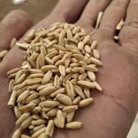 گندم دیم رقم کمال بذر مادری شرکت سینا بوده است