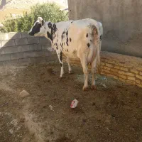 ی راس سوپر گاو روزگاری