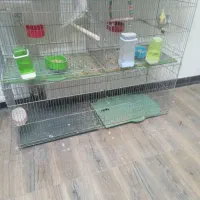 عروس هلندی سخنگو