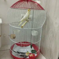 قفس پرنده