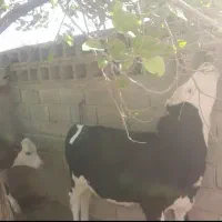 گوساله .گاو|حیوانات مزرعه|گنبد کاووس, |دیوار