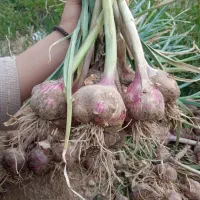 سیر محلی|خوردنی و آشامیدنی|کاکی, |دیوار