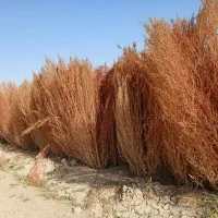 جارو شهرداری خشک|لوازم نظافت|پیر بکران, |دیوار