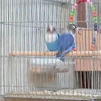 جفت طوطی برزیلی مولد|پرنده|آبپخش, |دیوار