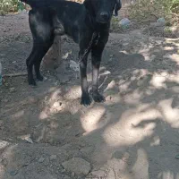 سگ المانی. گریت دین|سگ|تویسرکان, |دیوار