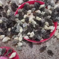 بلدرچین ۳۵ روزه بالغ آماده تخم گذاری
