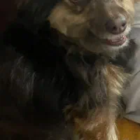 سگ واگذاری رایگان