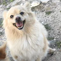 در  صورت مشاهده  لطفا تماس  بگیرید