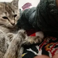 واگذاری گربه کاملا اهلی و آروم|گربه|ساوه, |دیوار