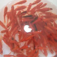 ماهی قرمز مشکی. گلدفیش