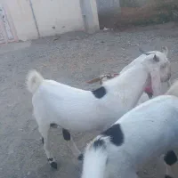 3عدد چپشت ۲ تا گلابی یکی پنجاب دوتا هم کهر اوس سر|حیوانات مزرعه|میناب, |دیوار