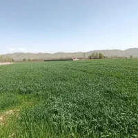 زمین کشاورزی دشتروم تنگاری ریواسی ۱۱۴۹۶ متر|فروش زمین و ملک کلنگی|یاسوج, |دیوار