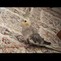 عروس هلندی ماده