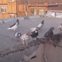 کبوتر کفتر