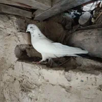 کبوتر|پرنده|زالیان, |دیوار