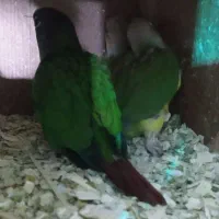 گرینچیک سرلاکی|پرنده|ساوه, |دیوار