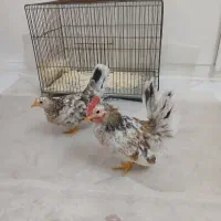 ی جفت مرغ و خروس  جانپرز  اصیل از مولد اصلی