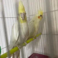 عروس هلندی مولد