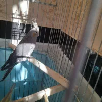 عروس هلندی|پرنده|نهاوند, |دیوار